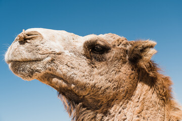 dromadaire chameau dans le desert, Morocco Maroc