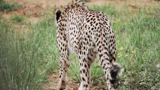 cheetah is walking