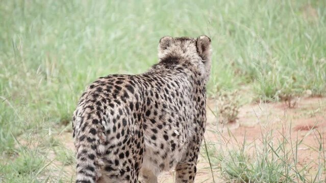 amazing cheetah is walking