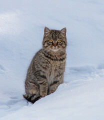 Portrait of a cat in the snow