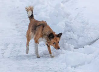 The dog walks in the snow in winter in the park.