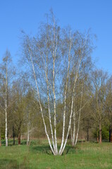 Młode wysokie brzozy wczesną wiosną, Betula © Ewa