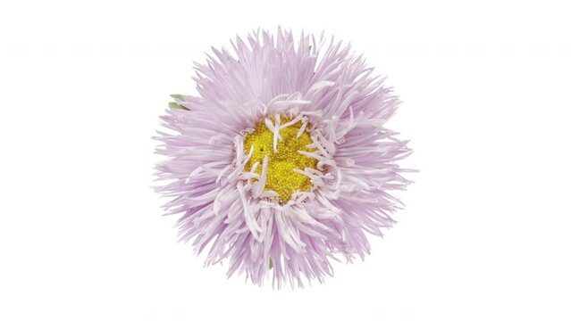 Light shines on pale purple aster on white background