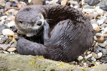 otter on a tree