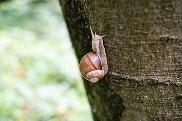 Weinbergschnecke