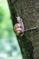 Weinbergschnecke