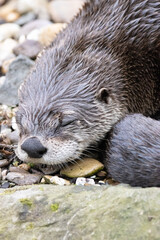 Obraz premium otter in the water