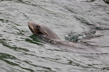 Obraz premium seal in the water