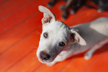 short haired white puppy looking at camera