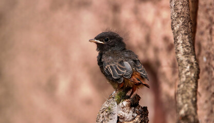 black redstart kiddy