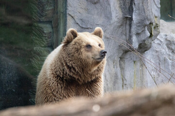 brown bear cub © Marco