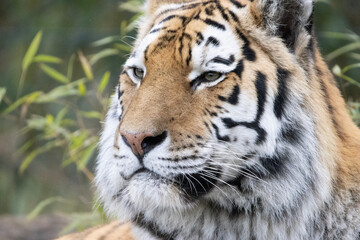 tiger in zoo
