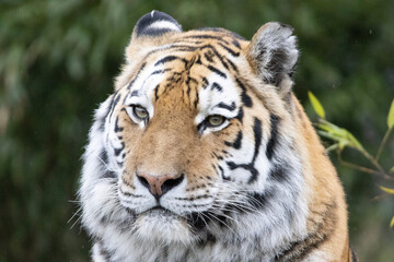 Naklejka premium tiger in the wild