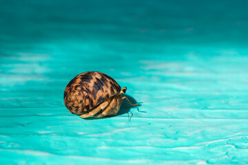 Hermit Crab on blue background