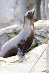 island sea lion