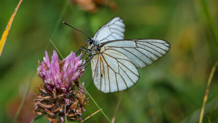 Black-veined White