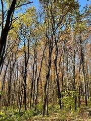 Beautiful autumn day in the forest.