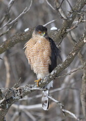 Cooper's hawk isolated on a branch in hunting mode