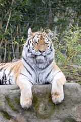 tiger in the zoo