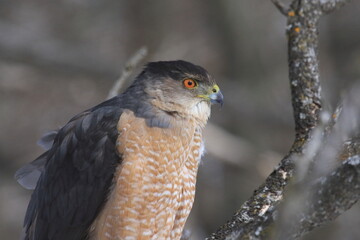 Cooper's hawk isolated on a branch in hunting mode