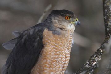 Cooper's hawk isolated on a branch in hunting mode