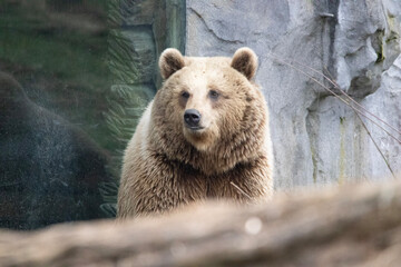 Obraz premium brown bear cub