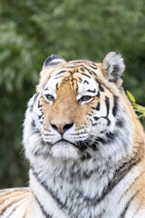tiger in the zoo