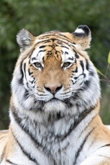 Naklejka premium tiger in the wild