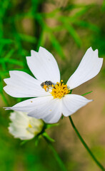 Bee having honey on cosmos flower (Cosmos Bipinnatus). Honey bee collecting pollen at cosmos flower.