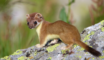 Youngster stoat
