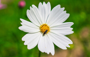 Fototapeta premium Bee having honey on cosmos flower (Cosmos Bipinnatus). Honey bee collecting pollen at cosmos flower.