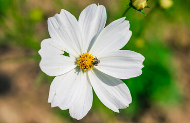 Obraz premium Bee having honey on cosmos flower (Cosmos Bipinnatus). Honey bee collecting pollen at cosmos flower.