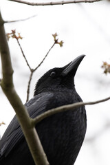 crow on a branch
