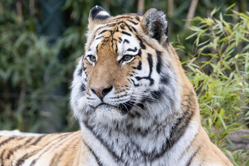 Obraz premium tiger in the wild