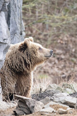 Obraz premium brown bear cub