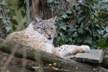lynx in the snow