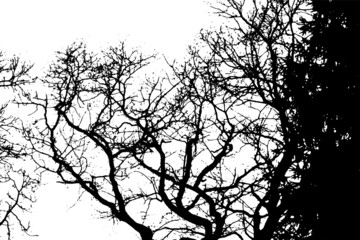 The branches of the tree monochrome background. Vector illustration