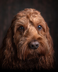 Studio portrait of a red Cockapoo dog