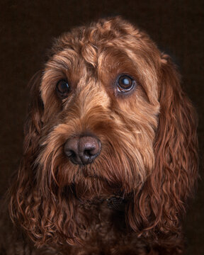Studio Portrait Of A Red Cockapoo Dog With Big Eyes