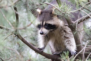 Obraz premium squirrel in the tree