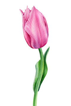 Delicate flower. Tulip on isolated white background watercolor botanical painting