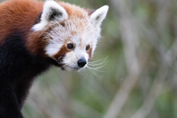 red panda eating bamboo