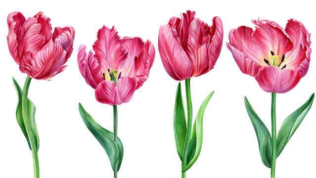 Watercolor collection tulips flowers. Spring illustration isolated on white background. Floral design