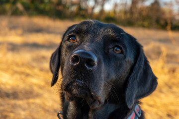 原っぱの犬