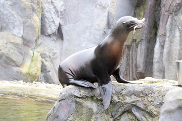 island sea lion