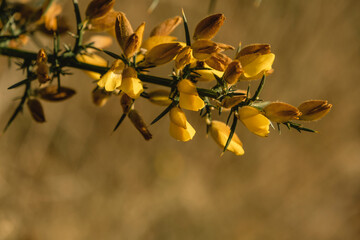 Common gorse yellow flowers