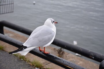 seagull on pier