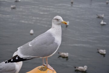 seagull on the beach