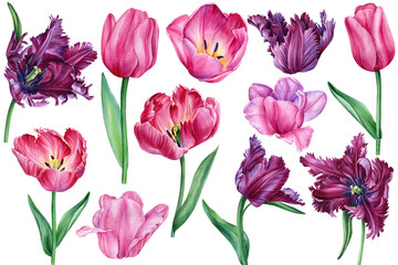 Set flowers. Tulips on isolated white background botanical painting