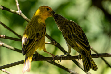 Saffron finch (Sicalis flaveola) feeding baby bird also known as Brazilian Saffron Finch Sparrow Finch or Yellow Canary © Afonso Farias